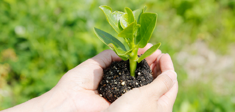 掌の中に中にある若い植物